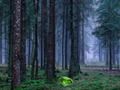 Žaidimas Mistinis saulėlydis miške internete Žaidimas Mistinis saulėlydis miške internete
