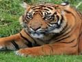 Žaidimas Zoologijos sodo smulkmenos internete