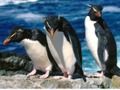 Žaidimas „Penguins Slide“  internete