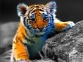 Žaidimas Laukinių kūdikių gyvūnų dėlionė  internete