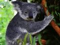 Žaidimas Mielas kūdikis Koala Lokys  internete