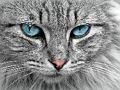 Žaidimas Katės akies dėlionė  internete