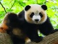 Žaidimas Miela kūdikių panda internete Žaidimas Miela kūdikių panda internete