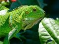 Žaidimas Laukinė Iguana  internete