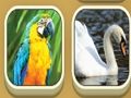 Žaidimas Match zoologijos sodas  internete