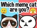 Žaidimas Kokia memų katė tu esi? internete Žaidimas Kokia memų katė tu esi? internete
