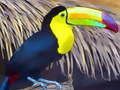 Žaidimas Dėlionės pjūklas „Toucan Bird“.  internete