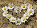 Žaidimas Daisy Heart dėlionė  internete