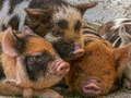 Žaidimas Paršelis Piggy Jigsaw  internete