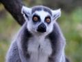 Žaidimas Gyvūnų galvosūkių žaidimas  internete