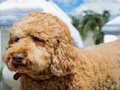Žaidimas Labradoodle galvosūkis  internete