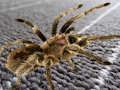 Žaidimas Spider paslėptas skirtumas  internete