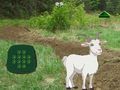 Žaidimas Ožka „Surask vaiką“.  internete