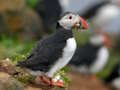 Žaidimas Puffin Bird Jigsaw internete