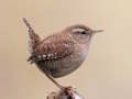 Žaidimas Birdlingo internete