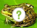 Žaidimas Gyvūnų oda  internete