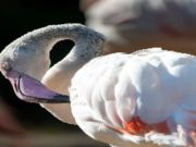 Žaidimas Flamingo paukščių dėlionė  internete
