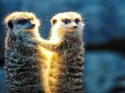 Žaidimas Meerkat pora Jigsaw  internete