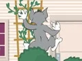 Žaidimas Tom und Jerry: Wasserbomben Wahnsinn internete