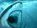 Žaidimas Hungry Shark internete