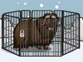 Žaidimas Rescue The Musk Ox internete