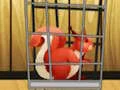 Žaidimas Rescue The Red Squirrel From Cage internete
