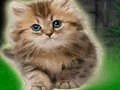 Žaidimas Couple Kitten Escape internete