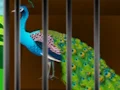 Žaidimas Liberate the Caged Beauty internete