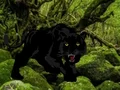 Žaidimas Escape from Black Panther Forest internete