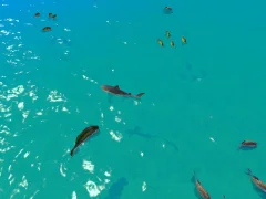 Žaidimas Hungry Shark Hunt internete