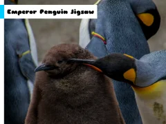 Žaidimas Emperor Penguin Jigsaw internete