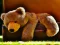 Žaidimas Plush Teddy Bear internete