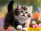 Žaidimas Puzzle Sliding Kittens internete