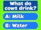 Žaidimas Trivia! Best Family Quiz internete