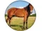 Žaidimas Animal Quiz internete