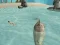 Žaidimas Shark Simulator Beach Killer internete