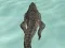 Žaidimas Crocodile Simulator Beach Hunt internete