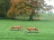 Žaidimas Hunted Fox internete
