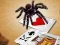 Žaidimas Jumping Spider internete