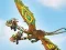 Žaidimas Dragons: Drachenrennen internete