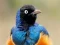 Žaidimas Animal Puzzle: Wildlife & Logic internete