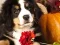 Žaidimas Puzzle Pics Addition Facts internete