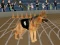 Žaidimas Crazy Dog Racing Fever internete