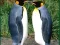 Žaidimas Penguin Puzzle internete