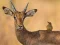 Žaidimas Wild Deer Jigsaw internete