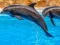 Žaidimas Sea Dolphin Jigsaw internete