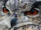 Žaidimas Wild owl Jigsaw internete