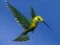Žaidimas Hummingbird House Escape internete