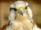 Žaidimas Gyrfalcon Jigsaw internete