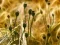 Žaidimas Poppy Bud Jigsaw internete